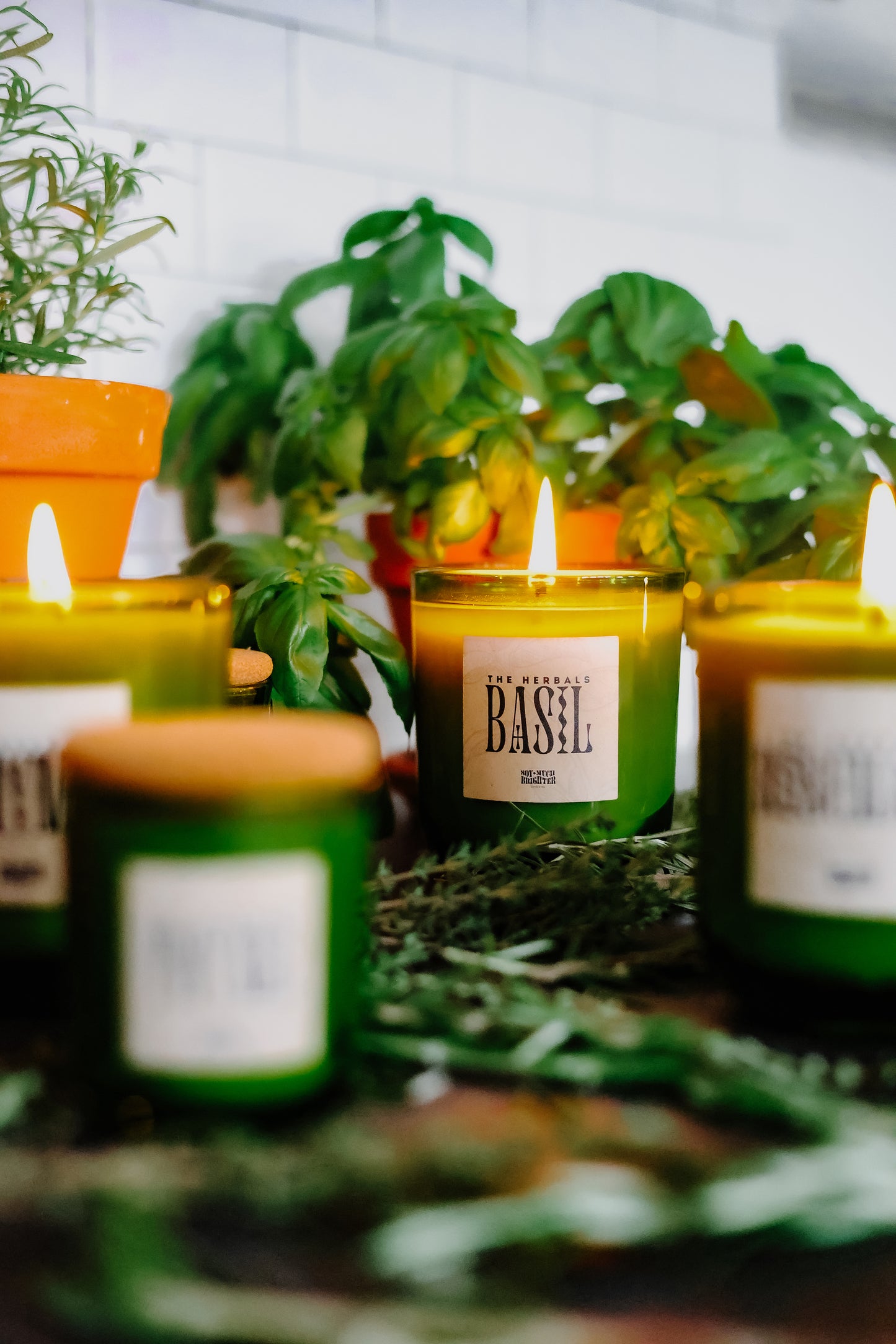 Basil // The Herbals Collection // Large